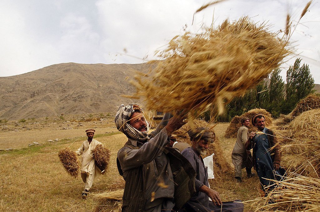 Wakulima wa ngano nchini Afghanistan
