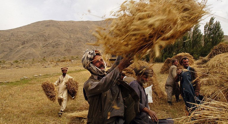 Afghan farmers in the small province of  Kapisa where Agriculture is a significant part of the area's livelihood.
