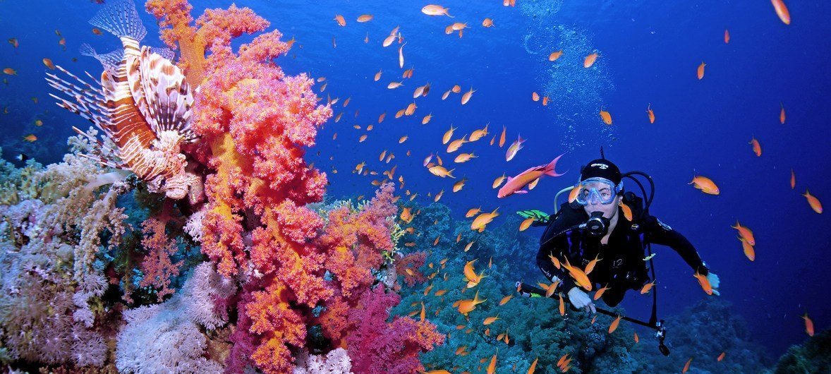 A diver on a reef in the Red Sea.