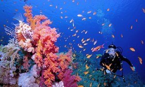 A diver on a reef in the Red Sea.
