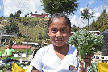 粮农组织支持在墨西哥的小学中预防肥胖。
