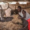 No Senegal, a seca afeta a criação de gado. 
