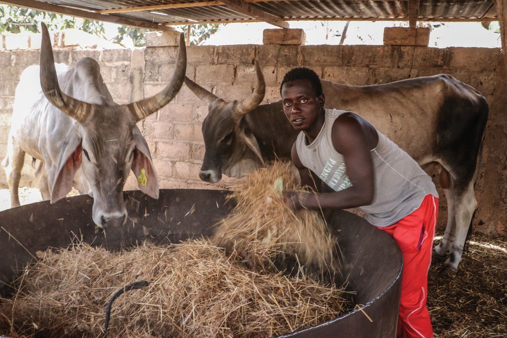 在位于萨赫勒地区的塞内加尔，持续的干旱导致牲畜饲料减少（2018年5月图片）。