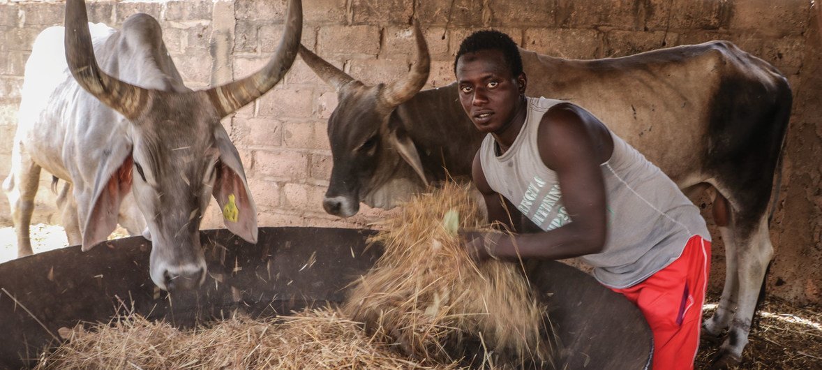 Au Sénégal, en Afrique de l'Ouest, la sécheresse persistante signifie qu'il y a moins de nourriture pour le bétail. (Mai 2018)