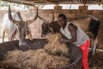 在位于萨赫勒地区的塞内加尔，持续的干旱导致牲畜饲料减少（2018年5月图片）。