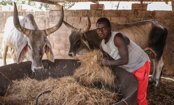 A seca afeta a criação de gado