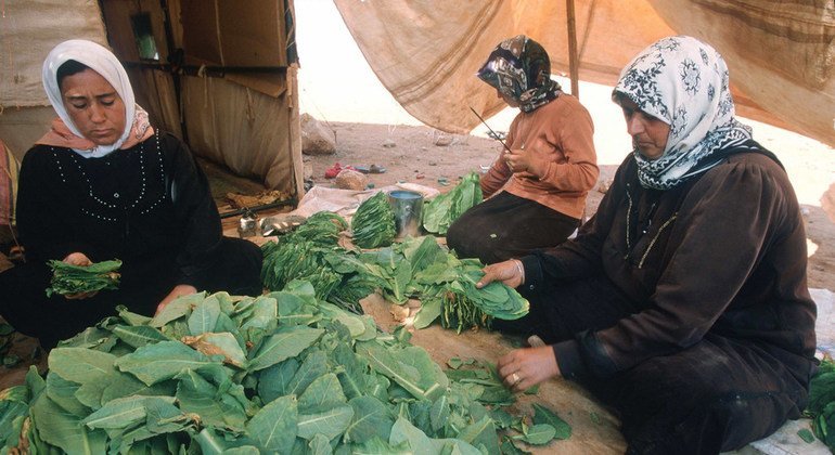 Trabalhadoras sírias processam folhas de tabaco