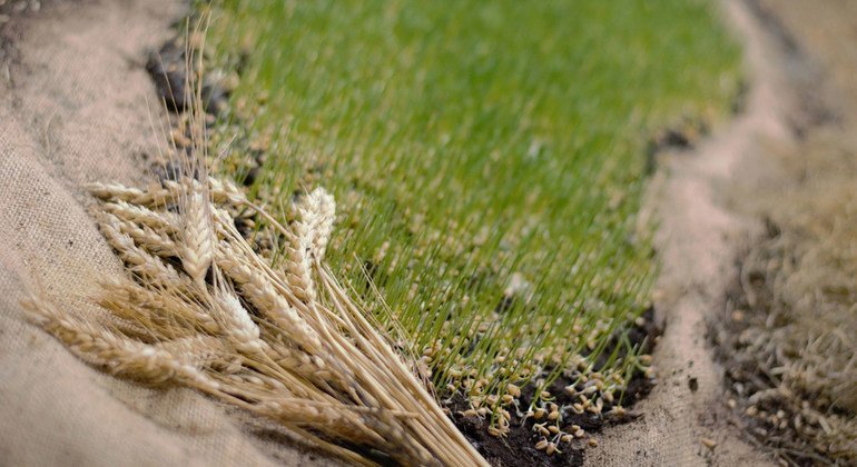 Une approche innovante pour la culture du blé sur une fine couche de terre et de la toile de jute tissée est mise en avant lors de la conférence sur le climat de la COP24 à Katowice en Pologne.