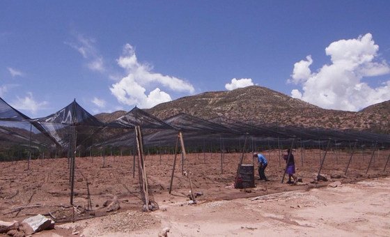 Fida está ajudando os produtores a usarem práticas tradicionais em estratégias de adaptação para a mudança climática. 