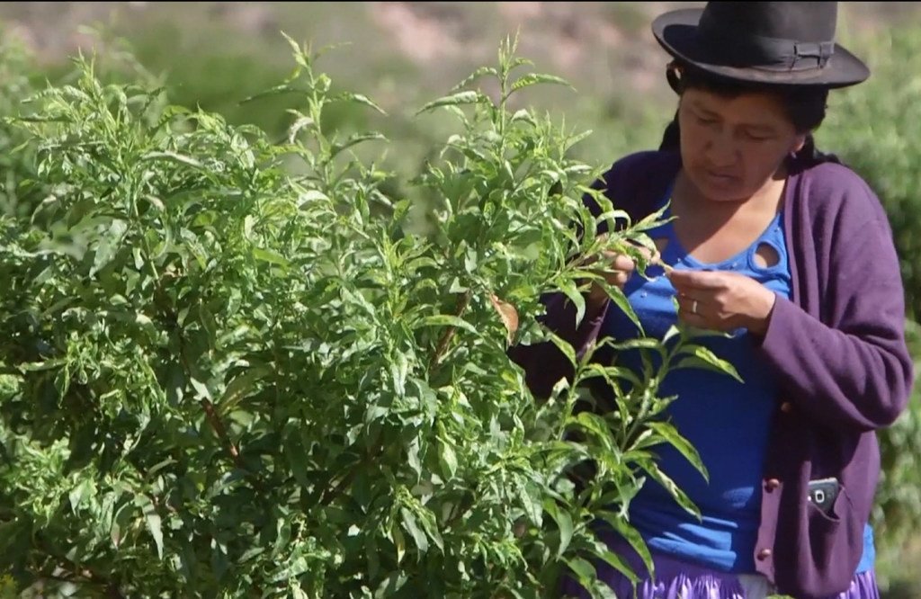 Agricultora boliviana