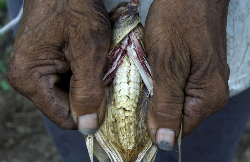En Amérique centrale, la sécheresse peut entraîner des pertes de 100 pour cent dans les cultures vivrières de maïs et de haricots.