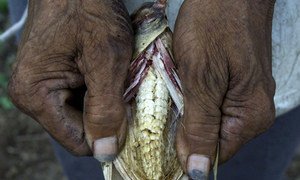 Drought can lead to 100 percent losses in staple crops corn and beans.