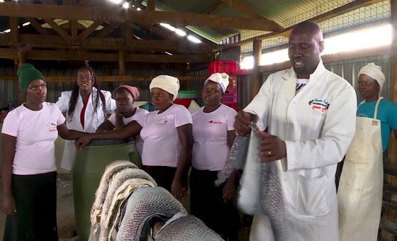 Mais de 300 residentes na área queniana de Kitale, no extremo sul do país, produzem e processam o couro de peixe 