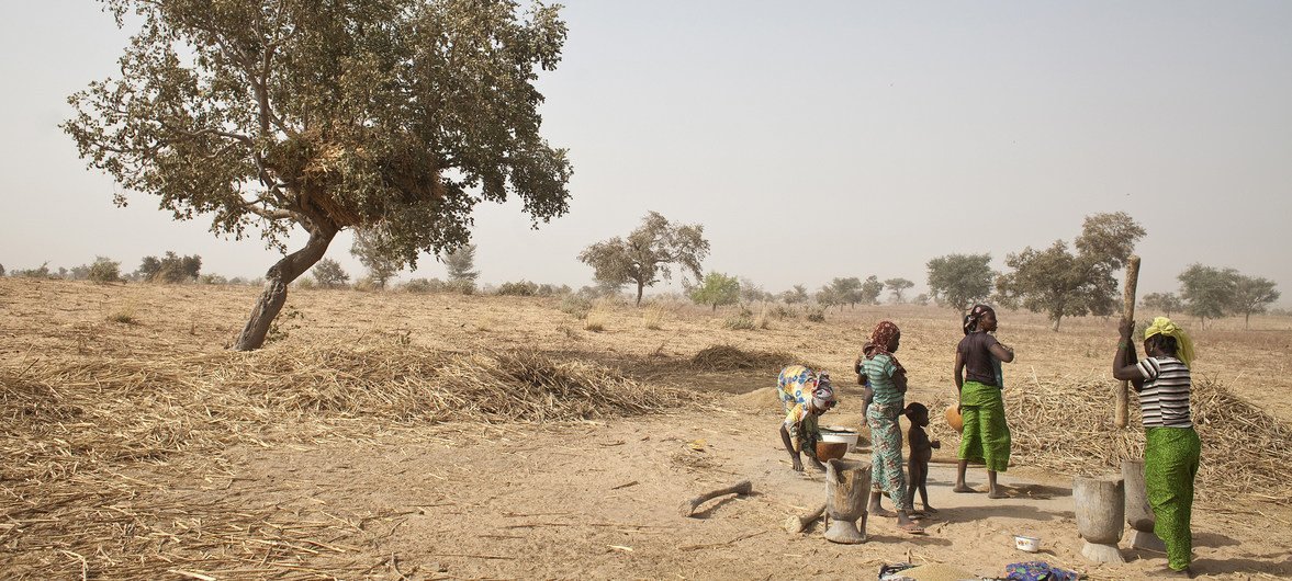  24 de fevereiro de 2013, aldeia de Koulomboutej, Níger - Mulheres moendo e peneirando sementes de milheto.