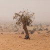 Un arbre à Tera, dans l'ouest du Niger, située dans l’espace sec et semi-désertique de la région du Sahel