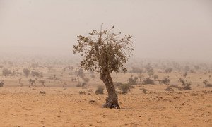 Un arbre à Tera, dans l'ouest du Niger, située dans l’espace sec et semi-désertique de la région du Sahel