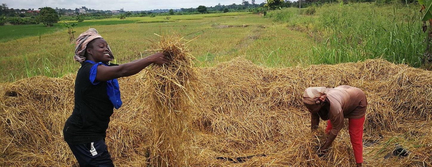 Ushirika wa mataifa ya Kusini-SSC- yanatoa mafunzo ya maelekezo kuhusu ulimaji wa mpunga Cote D'ivoire.