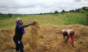 Through the South-South Cooperation (SSC), training and technical guidance on rice production have been provided to farmers in Africa and now in Cote D’Ivoire they are celebrating a bumper harvest. 