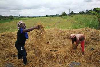 Grâce à la coopération Sud-Sud, des conseils techniques sur la culture du riz ont été fournis à des agriculteurs en Afrique.