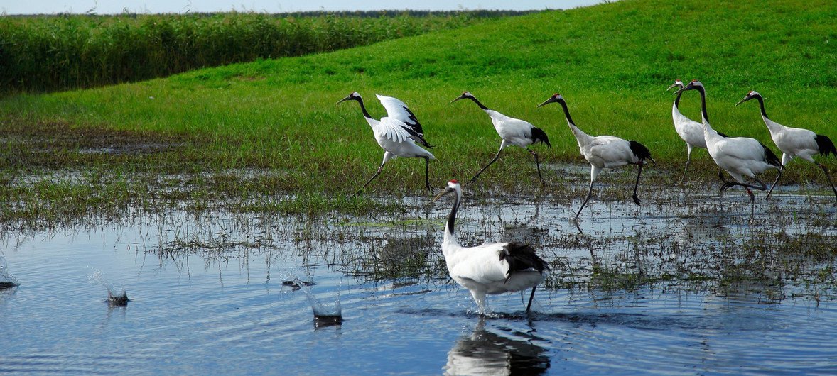 The red-crowned crane, rarest cranes in the world, breeds in the Daxing’anling area in spring and summer and nests in wetlands and rivers. The loss of wetlands due to climate change and human activities threatens their survival.
