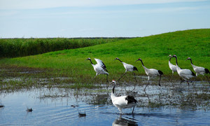 珍稀动物丹顶鹤每年春季和夏季会来到大兴安岭地区繁殖，在湿地与河流附近栖息。气候变化和人类活动所造成的湿地丧失威胁着它们的生存。