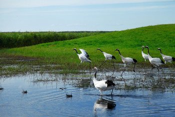 Сохранение водно-болотных угодий - важный элемент в борьбе с изменением климата.
