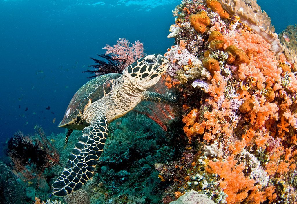 Une tortue nage près d'un récif de corail aux Maldives.
