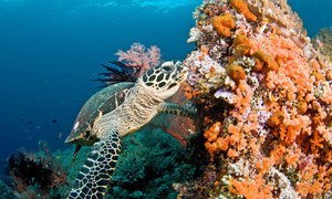 马尔代夫，一只海龟游过一片珊瑚礁。