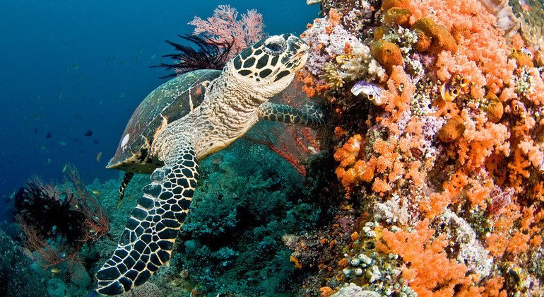 Una tortuga marina nada en un arrecife de coral en las Islas Maldivas.