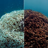 Antes e depois do branqueamento de corais na Grande Barreira de Corais.