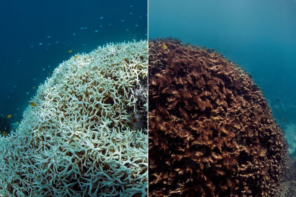 El antes y después de un arrecife tras una decoloración coralina en la Gran Barrera de Coral en Australia. 