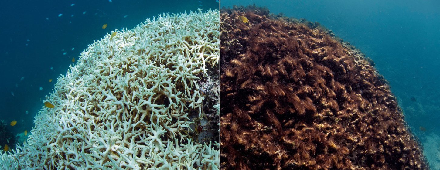 Antes e depois do branqueamento de corais na Grande Barreira de Corais