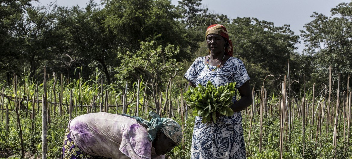 中非稳定团开辟了社区菜园，使百姓能在住处附近种植粮食，无需冒着遭遇袭击的风险长途跋涉，提升了当地社区的安全。