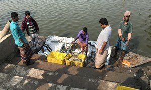 harvesting fish, fish farm at Daukandi, Bangladesh. December, 2018. “Adaptation of Food Safety Code of Practices related to Good Agriculture Practices and good Aquaculture Practices