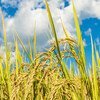 A resistência climática do arroz aumenta quando tratado com algas irradiadas.