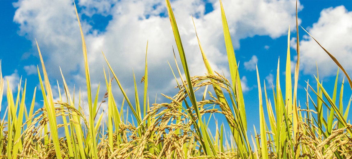 A resistência climática do arroz aumenta quando tratado com algas irradiadas.