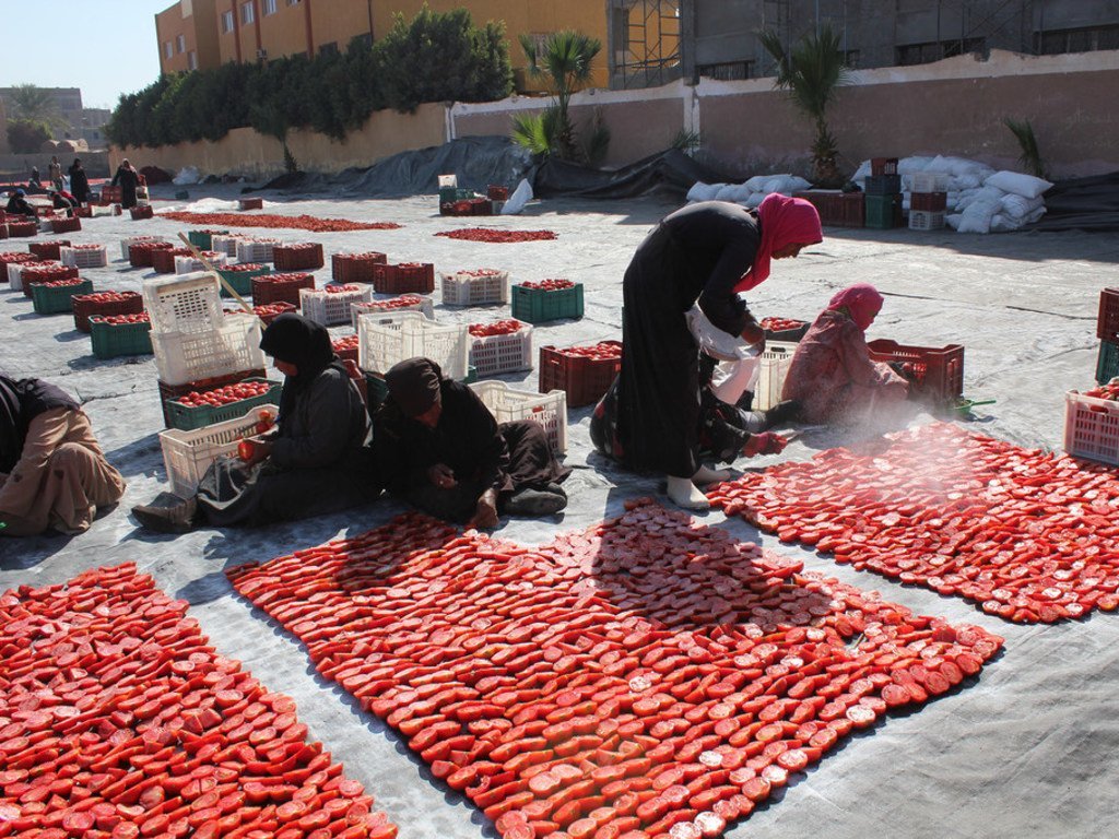تجفيف الطماطم عن طريق أشعة الشمس من قبل النساء المحليات في الأقصر، مصر، كجزء من أنشطة منظمة الأمم المتحدة للأغذية والزراعة (الفاو) في للحد من فقدان الأغذية.