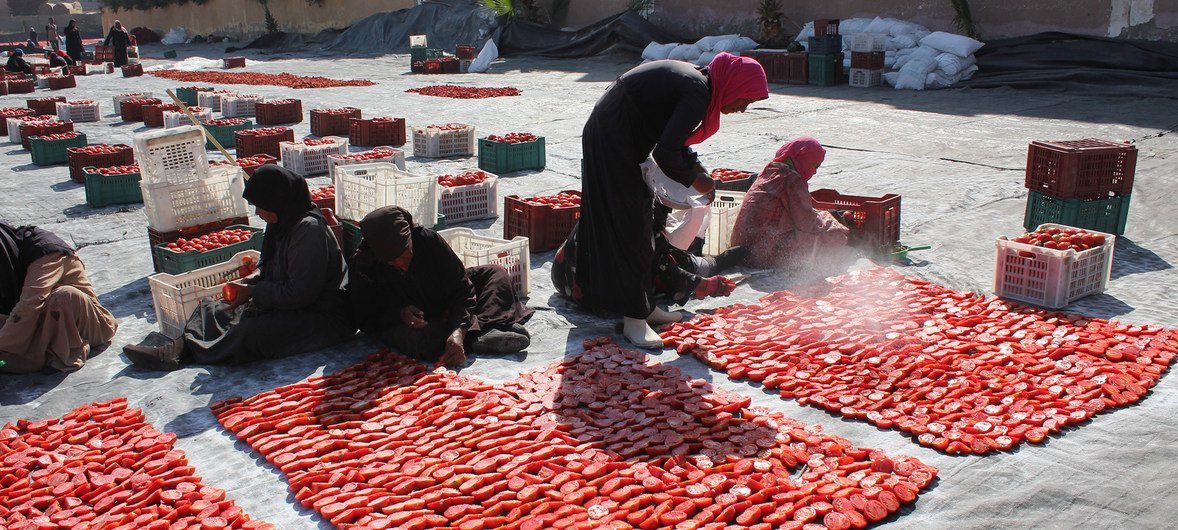 Séchage au soleil des tomates par des femmes de la région à Louxor, en Égypte, dans le cadre des activités de l'Organisation des Nations Unies pour l'alimentation et l'agriculture (FAO) visant à réduire les pertes alimentaires 