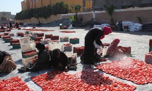 Sun drying tomatoes by local women in Luxor, Egypt, as part of the United Nations Food and Agriculture Organization’s (FAO) activities on reducing food loss along the tomato value chain.