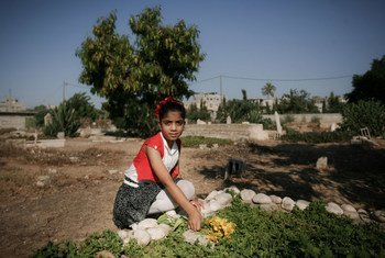 Teenage girl in Rafah, southern Gaza Strip, kneels beside her mother and brothers' graves.