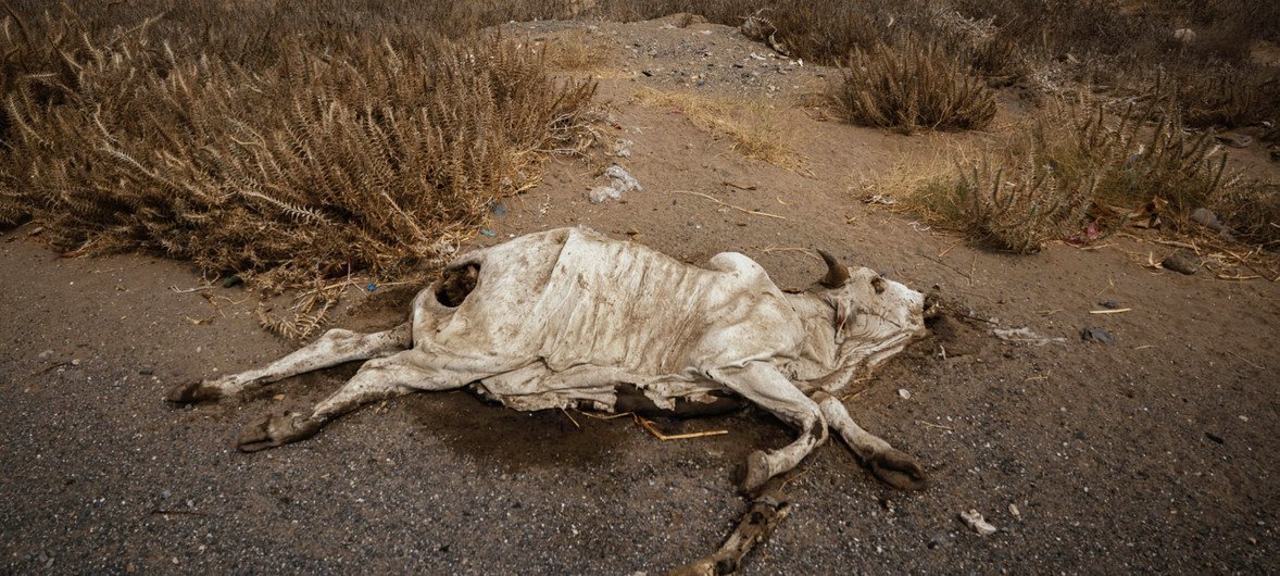 A dead cow lies beside the main road leading out of the port town of Al Hudaydah. Locals tend to avoid dead carcasses as some have been known to be filled with Improvised Explosive Devices (IED).