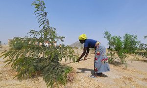 Cameroon. Minawao, the green refugee camp. (January 2019)