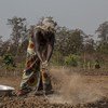 中非共和国瓦卡省的百姓正在田里劳作。