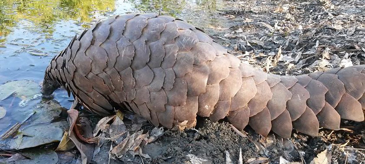 Some believe that pangolins were involved in COVID-19 transferring from animals to humans (file)