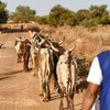  L'Organisation internationale pour les migrations (OIM), en collaboration avec le gouvernement du Burkina Faso et avec un financement de l'Union européenne, soutient la création de groupes d'éleveurs de bétail au Burkina Faso.