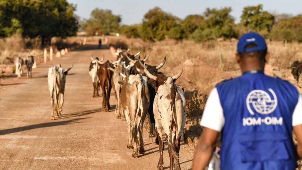  L'Organisation internationale pour les migrations (OIM), en collaboration avec le gouvernement du Burkina Faso et avec un financement de l'Union européenne, soutient la création de groupes d'éleveurs de bétail au Burkina Faso.
