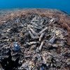 A pesca com bomba destrói os corais e o habitat que fornece o sistema de suporte de vida para espécies que habitam os recifes de corais.