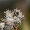 A bee collecting pollen and nectar sit on a Eucalyptus flower at Chesa Forest Research Station in Bulawayo, Zimbabwe. Bees foraging on Eucalyptus plants produce light colored and scented honey.
