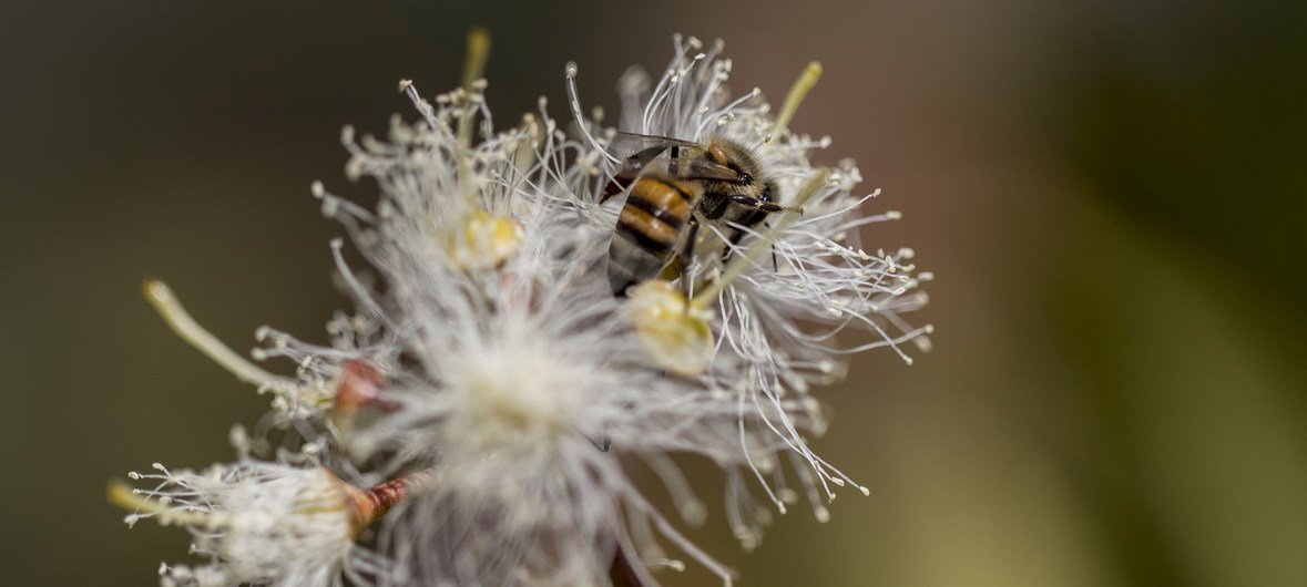 A bee collecting pollen and nectar sit on a Eucalyptus flower at Chesa Forest Research Station in Bulawayo, Zimbabwe. Bees foraging on Eucalyptus plants produce light colored and scented honey.