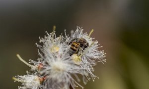 A bee collecting pollen and nectar sit on a Eucalyptus flower at Chesa Forest Research Station in Bulawayo, Zimbabwe. Bees foraging on Eucalyptus plants produce light colored and scented honey.